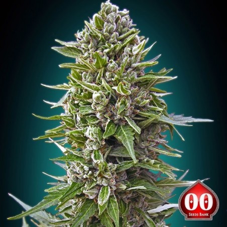 Auto Northern Lights planta de maconha