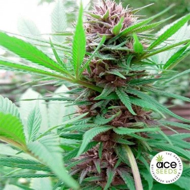 Erdpurt Fem planta de maconha