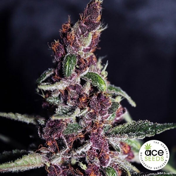 View Planta de maconha Violet Fem