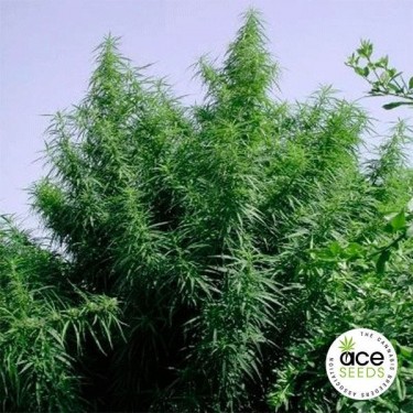 Mistura tropical Planta de maconha Fem