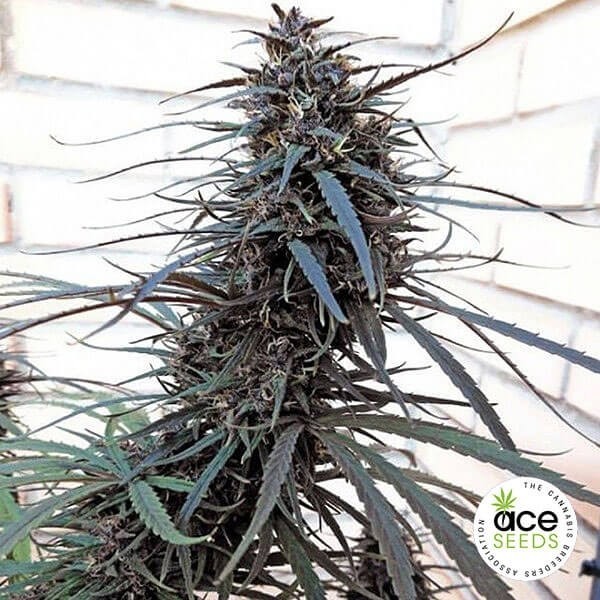View Roxo Haze x Malavi Planta de maconha Fem