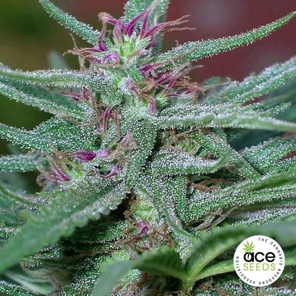 View Panamá Planta de maconha Fem