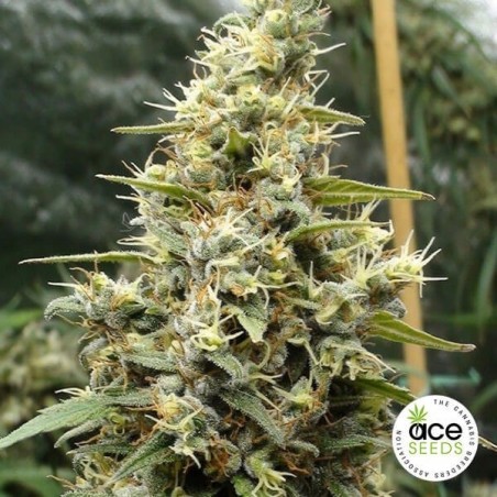 Panamá Haze Planta de maconha Fem