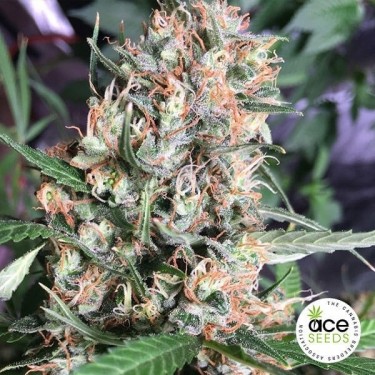 Expresso de Orientação Planta de maconha Fem