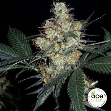 Jam de Nepal Planta de maconha Fem