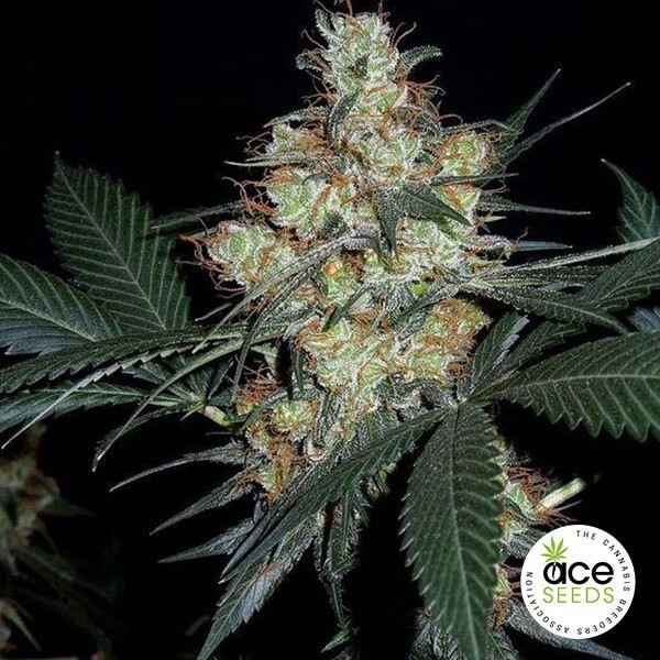 View Jam de Nepal Planta de maconha Fem