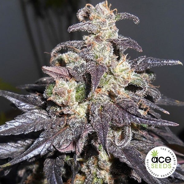 View Kali China Planta de maconha Fem