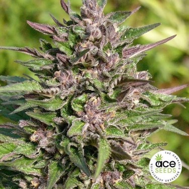 Congo Planta de maconha Fem