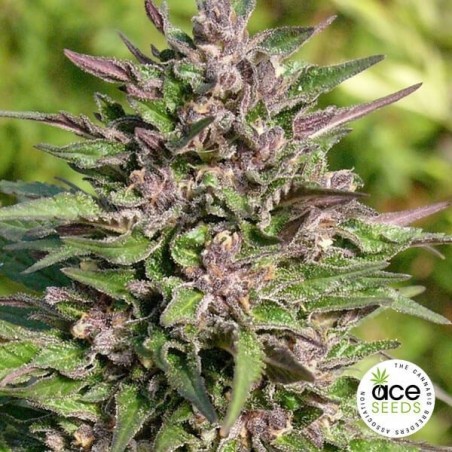 Congo Planta de maconha Fem