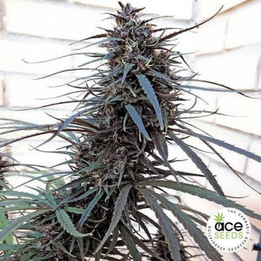 Roxo Haze x Malavi Planta de maconha regular