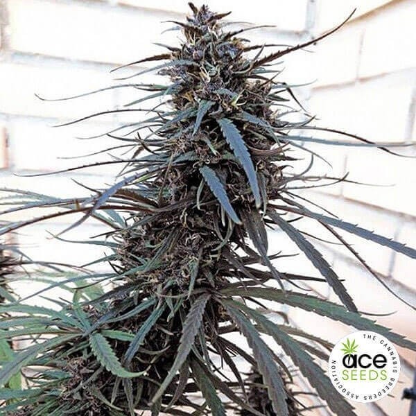 View Roxo Haze x Malavi Planta de maconha regular