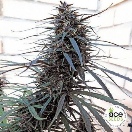 Roxo Haze x Malavi Planta de maconha regular