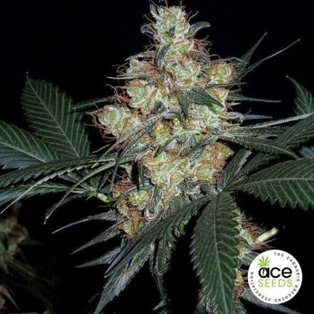 Nepal Jam planta de maconha regular