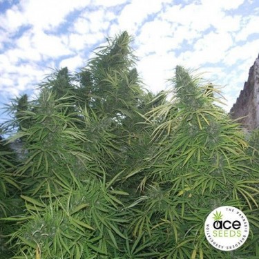 Planta de maconha regular de Tigre Dourado