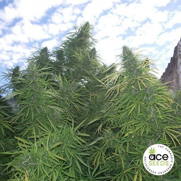 Planta de maconha regular de Tigre Dourado