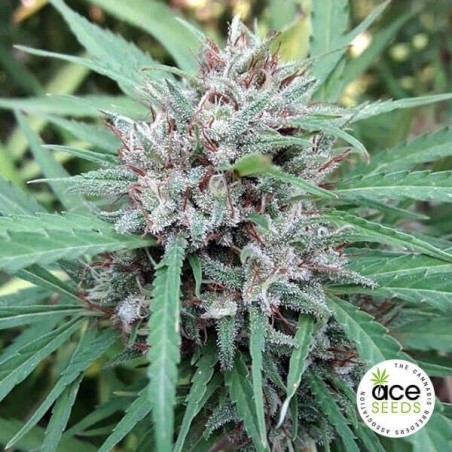 Malawi planta de maconha regular