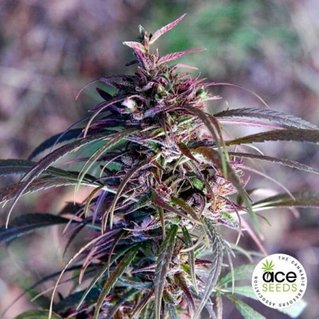 Planta de maconha regular Haze de Oldtimer