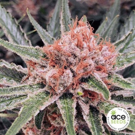 Planta de maconha regular Zamaldelica