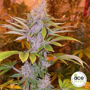 Paquistão Chitral Kush planta regular maconha