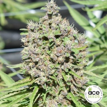 Malawi x planta regular de maconha PCK