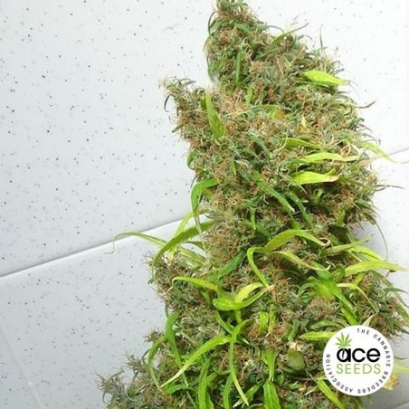 Planta de maconha regular de Honduras