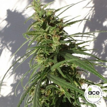 Planta de maconha etíope regular