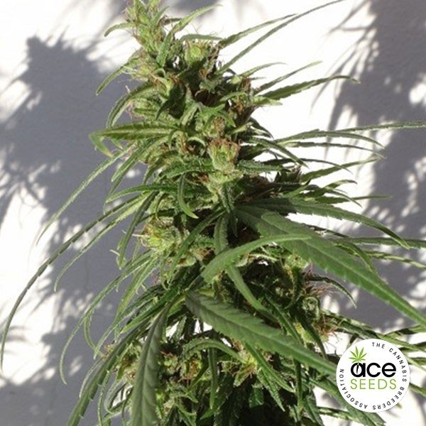 View Planta de maconha etíope regular