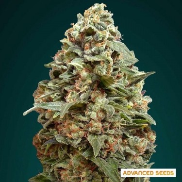 Planta de maconha afegã Skunk