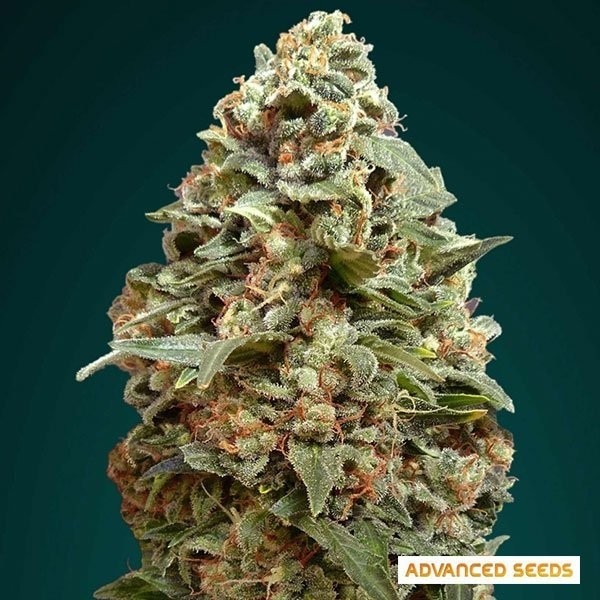 View Planta de maconha afegã Skunk