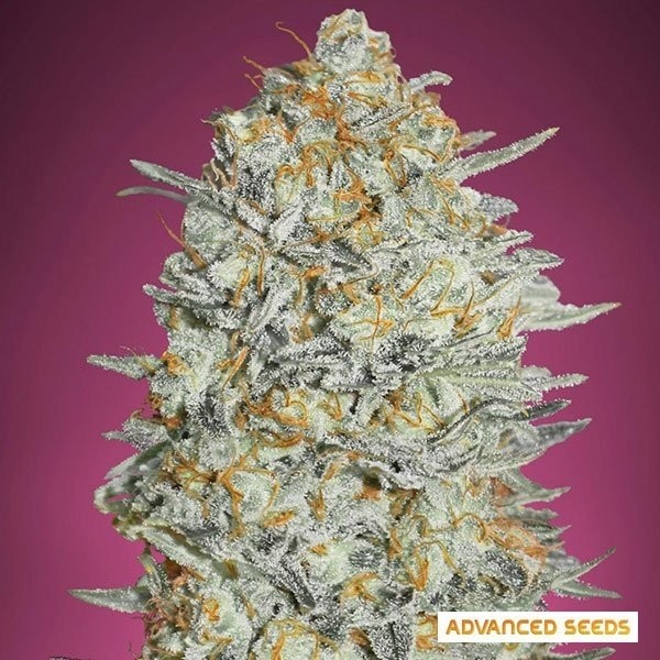 Gelato 33 Planta de maconha rápida