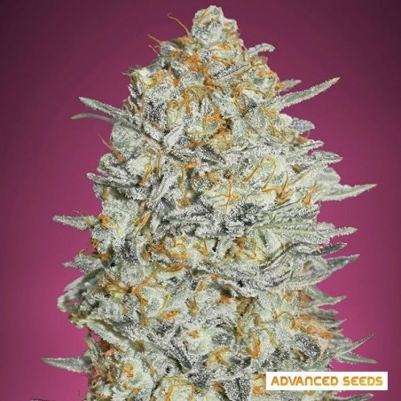 Gelato 33 Planta de maconha rápida