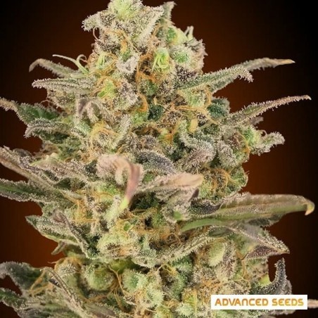 Somango Planta de maconha de cola