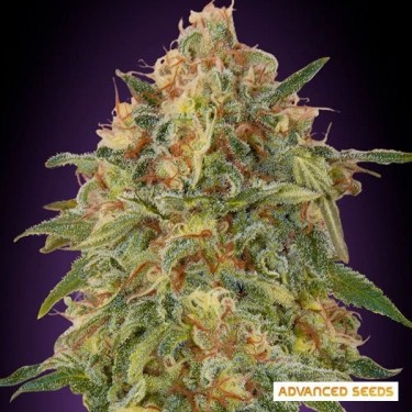 Planta de maconha Zkittlez