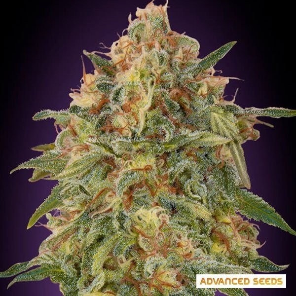 View Planta de maconha Zkittlez