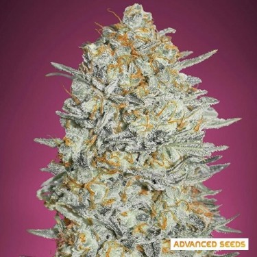 Gelato 33 planta de maconha