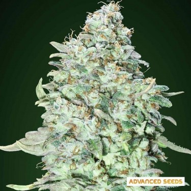 OG Kush planta de maconha SFV