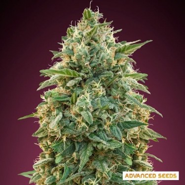 Amnesia planta de maconha