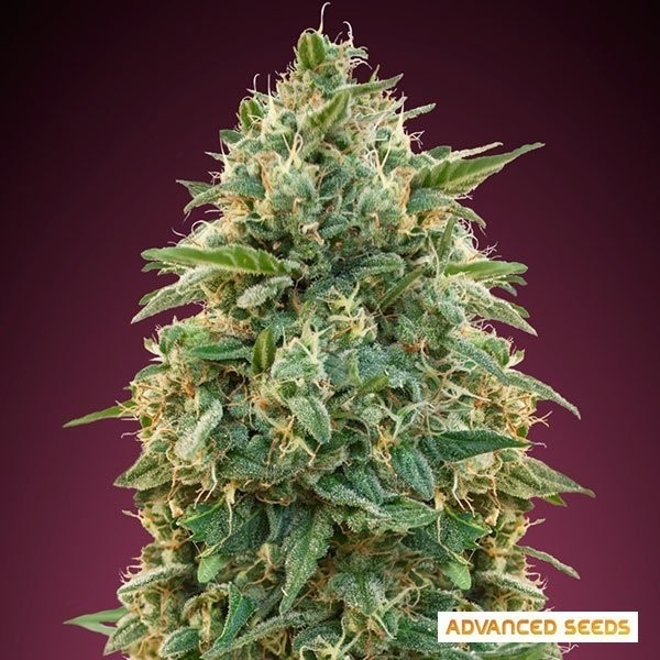 View Amnesia planta de maconha