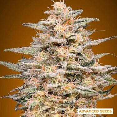 Somango Widow planta maconha