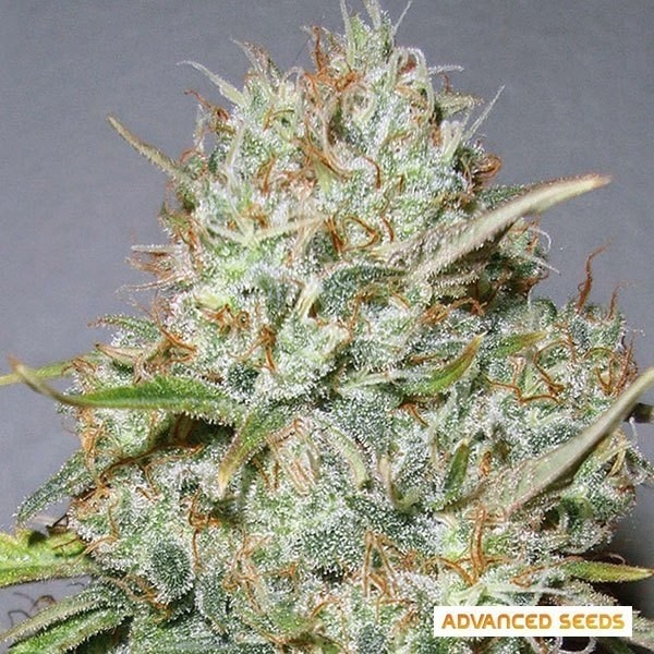 Planta de maconha Shark Widow