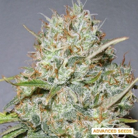 Planta de maconha Shark Widow