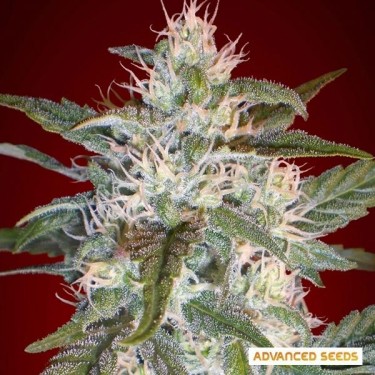 Kaya 47 planta de maconha