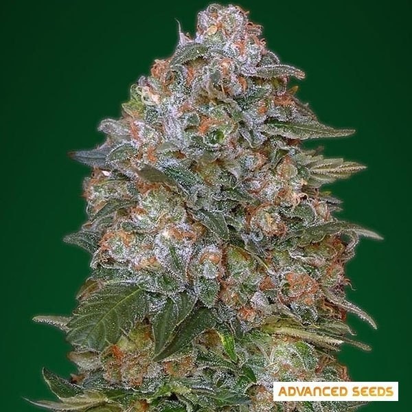 Planta de maconha de Soma crítica