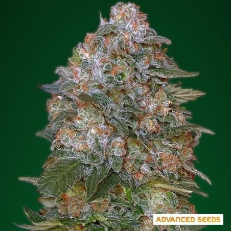 Planta de maconha de Soma crítica