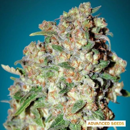 Planta de maconha crítica