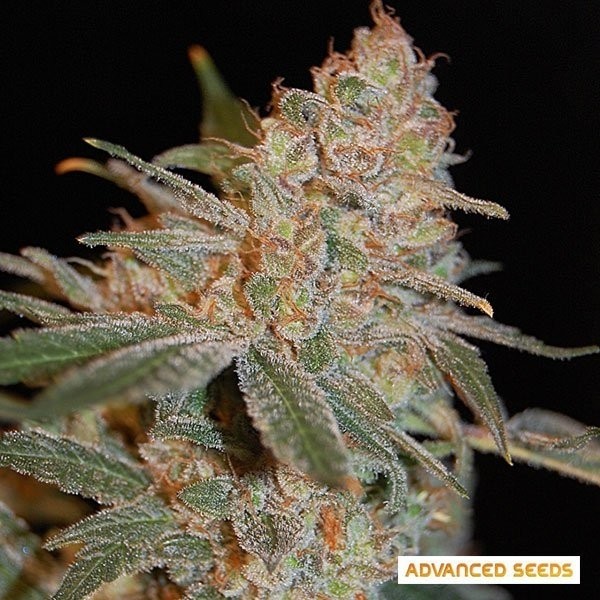 View Planta de maconha diesel preta