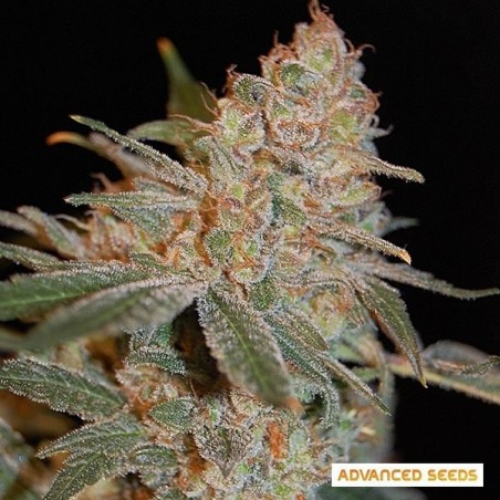 Planta de maconha diesel preta