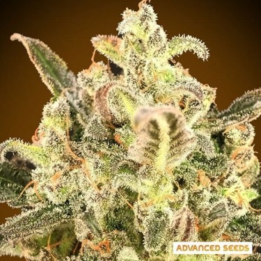 Auto Biodiesel Mass planta de maconha XXL