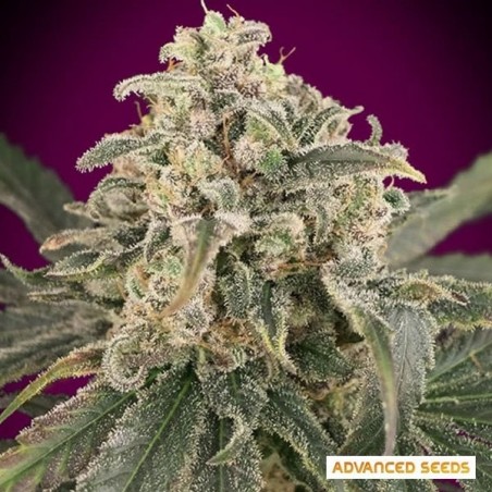 Auto Amnesia XXL planta de maconha