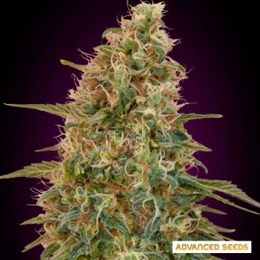 Auto Zkittlez planta de maconha